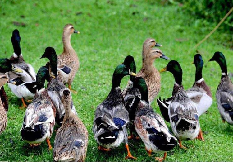 Duck Manure