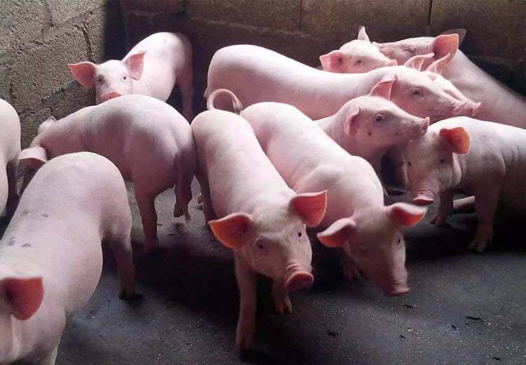 Pig Manure