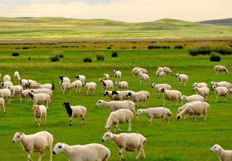 Sheep Manure