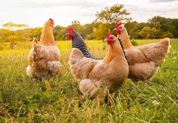 Chicken Manure