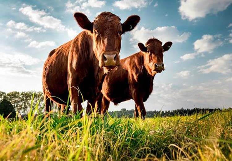 Cow Dung
