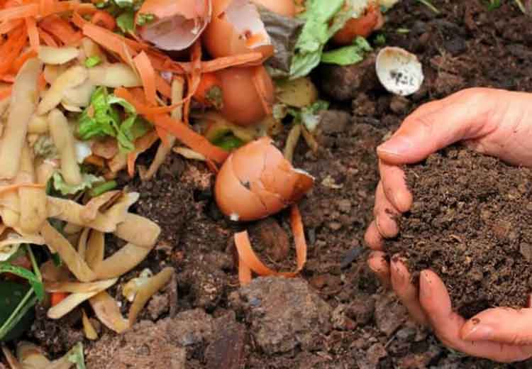 kitchen Waste