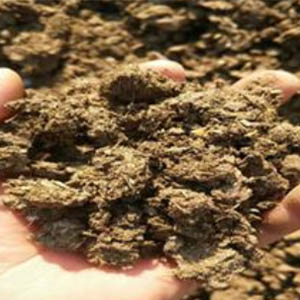 Cow Manure