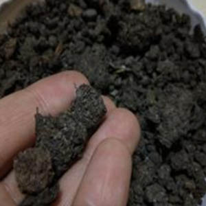 Sheep Manure