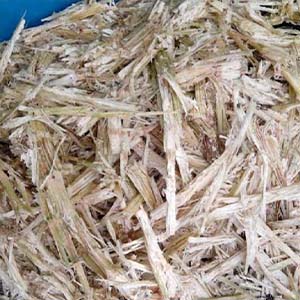 Sugarcane Bagasse