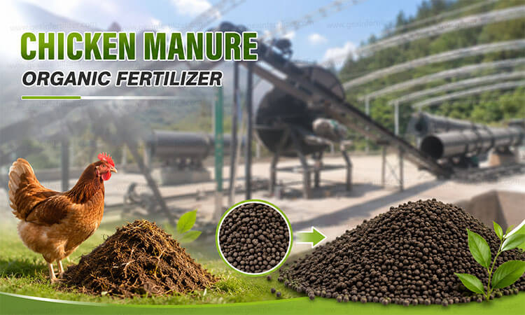 Chicken Manure Organic Fertilizer