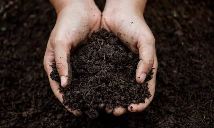 Composting Chicken Manure Fertilizer