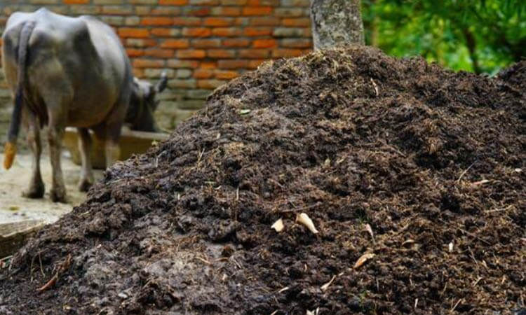 Cow Dung