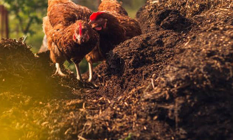 Fresh Chicken Manure