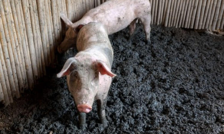 Pig Manure