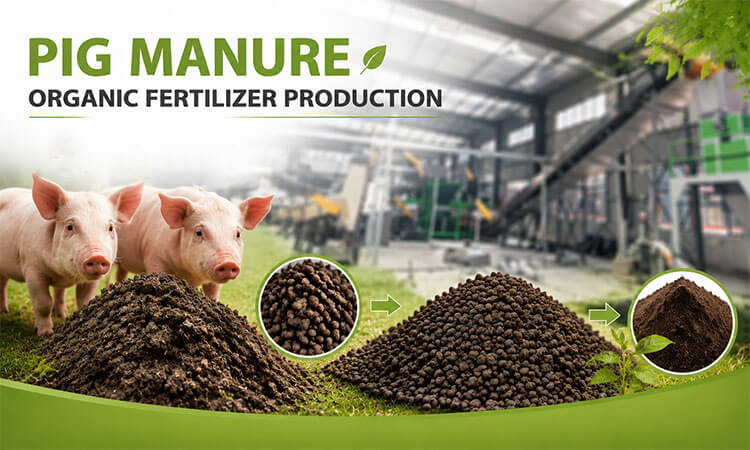 Pig Manure Organic Fertilizer Production