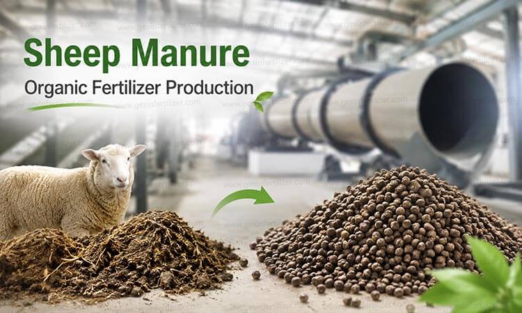 Sheep Manure Organic Fertilizer Production