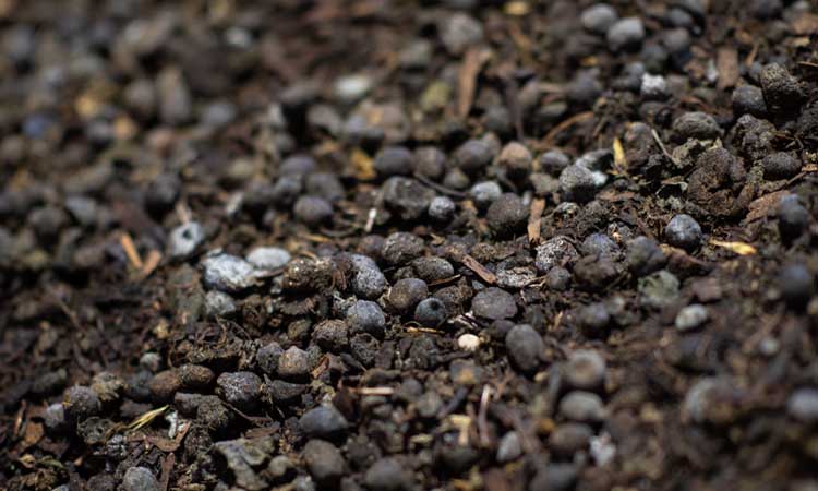 Sheep Manure