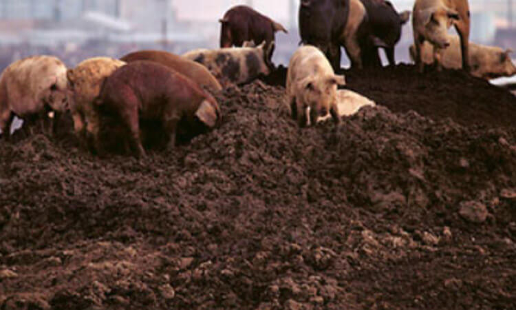 Swine Manure