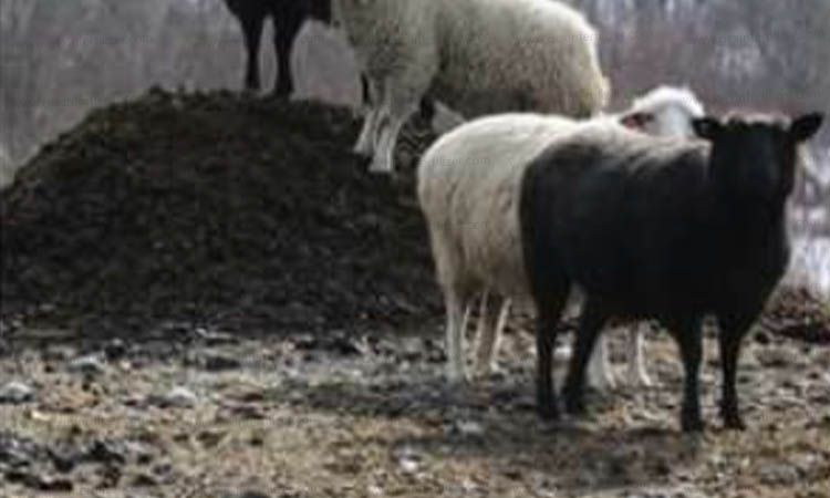Sheep Dung