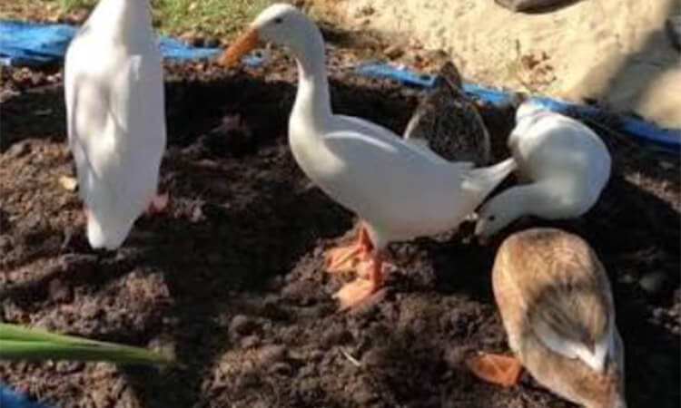 Duck Manure