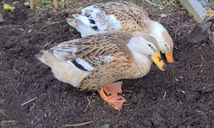 Duck Waste