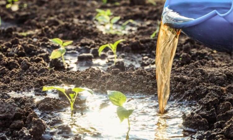 Liquid Fertilizer